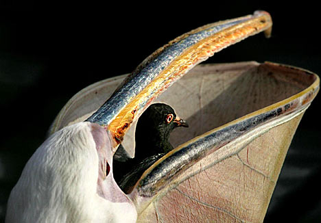 pelicanpigeon